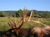 436Bull_YoungAZ